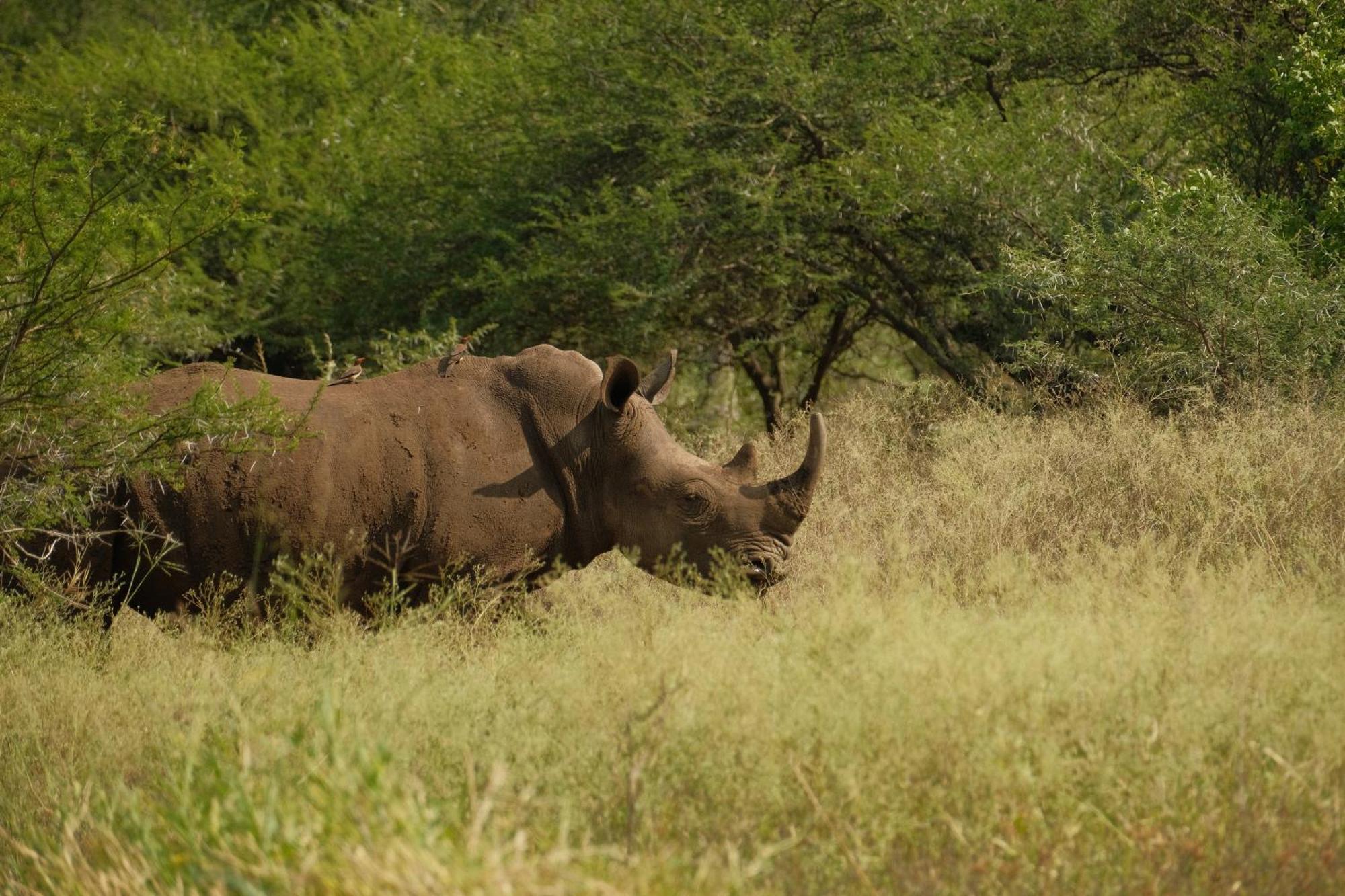 Africamps At White Elephant Safaris Pongola Extérieur photo