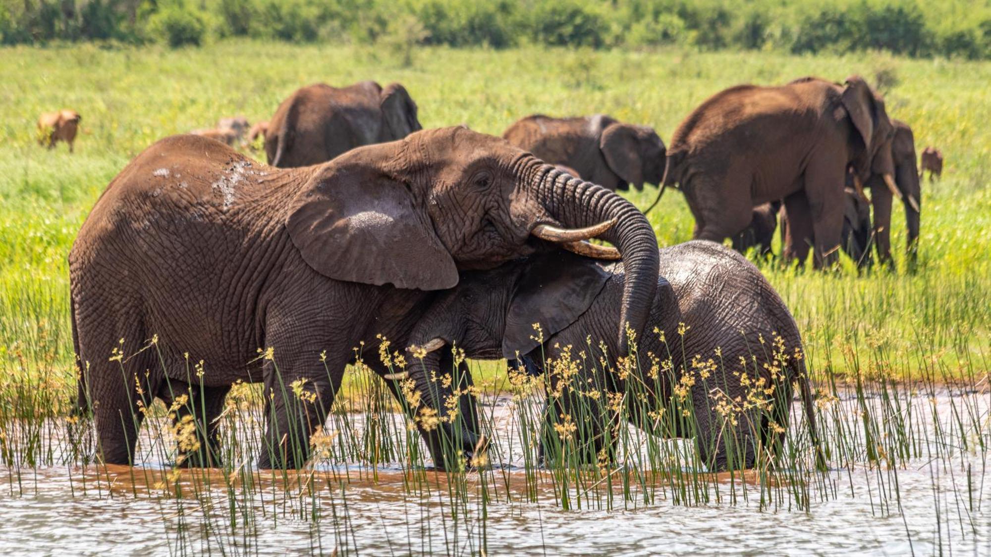 Africamps At White Elephant Safaris Pongola Extérieur photo