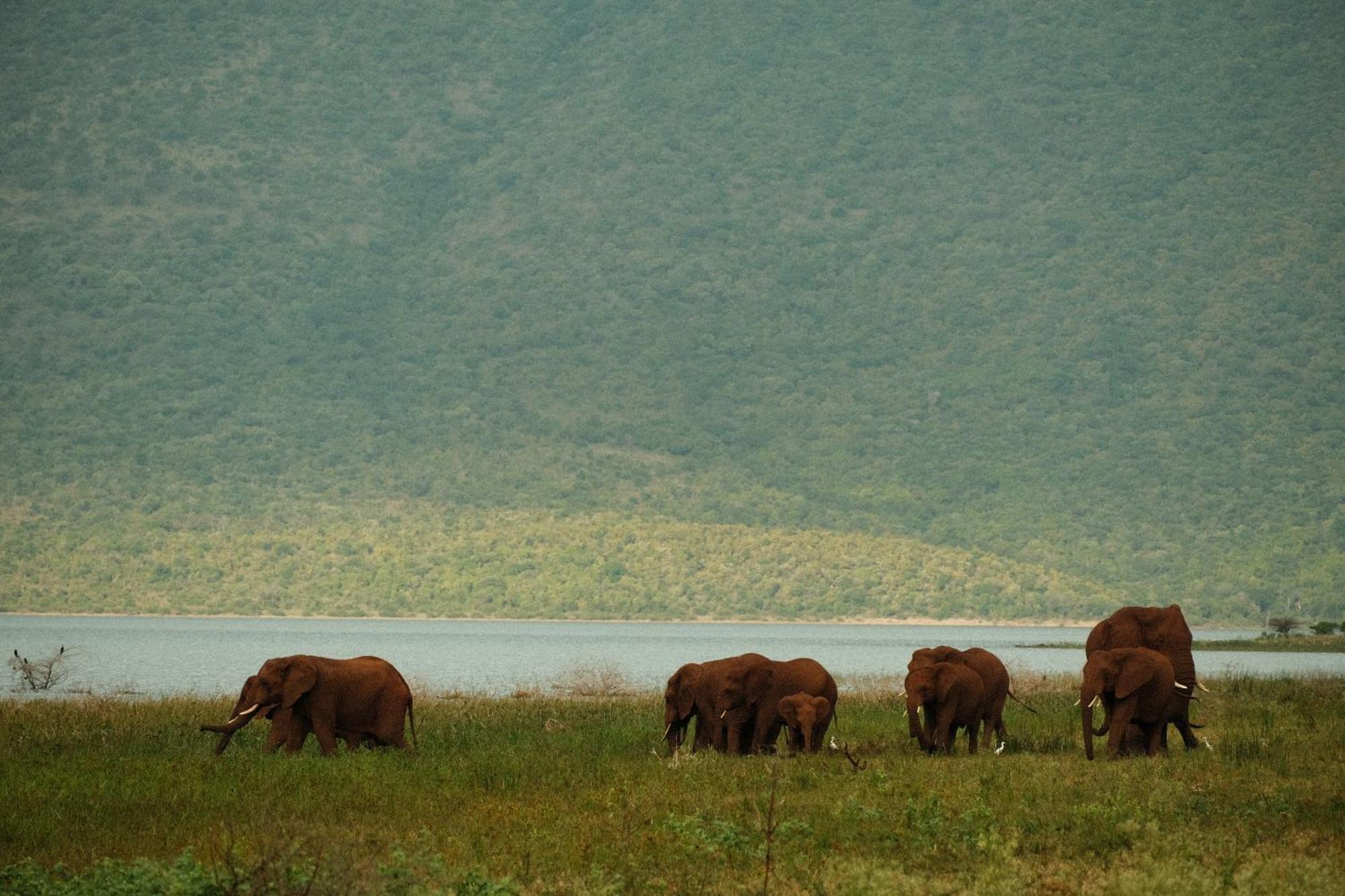 Africamps At White Elephant Safaris Pongola Extérieur photo