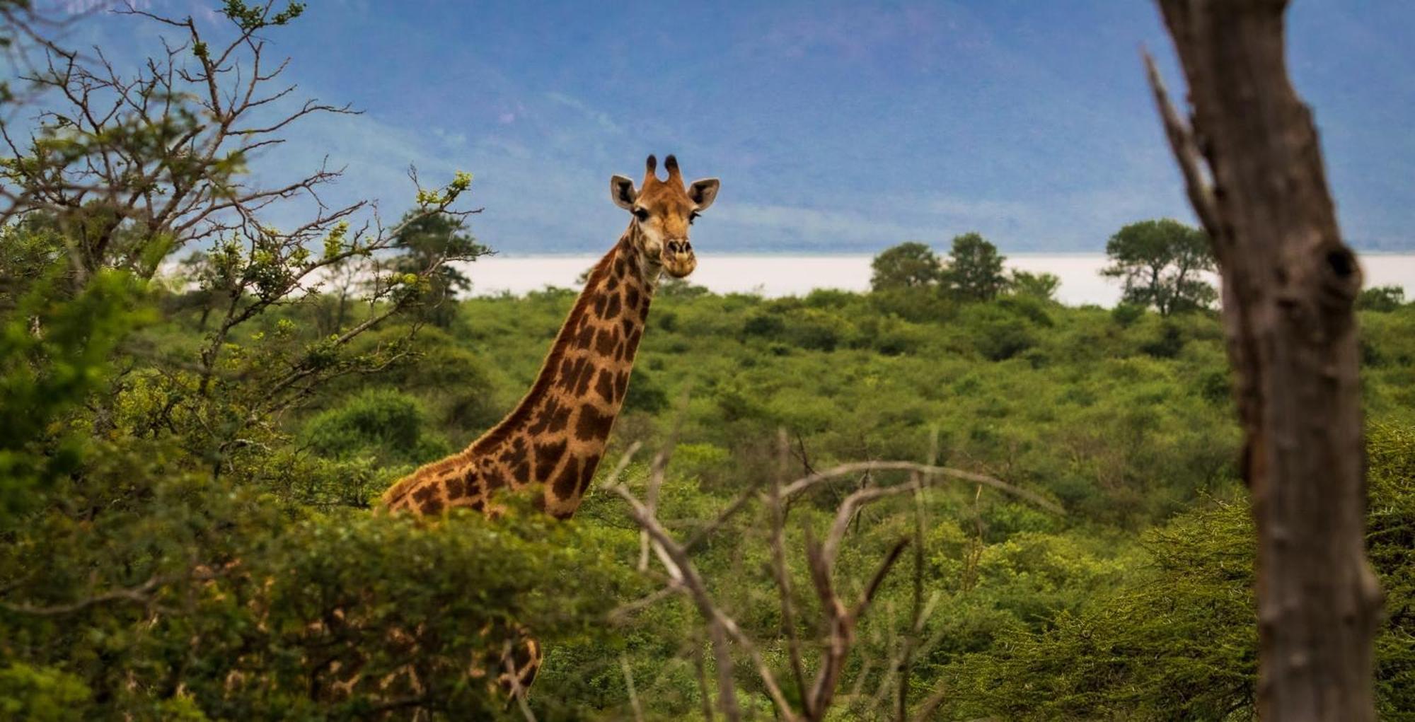 Africamps At White Elephant Safaris Pongola Extérieur photo